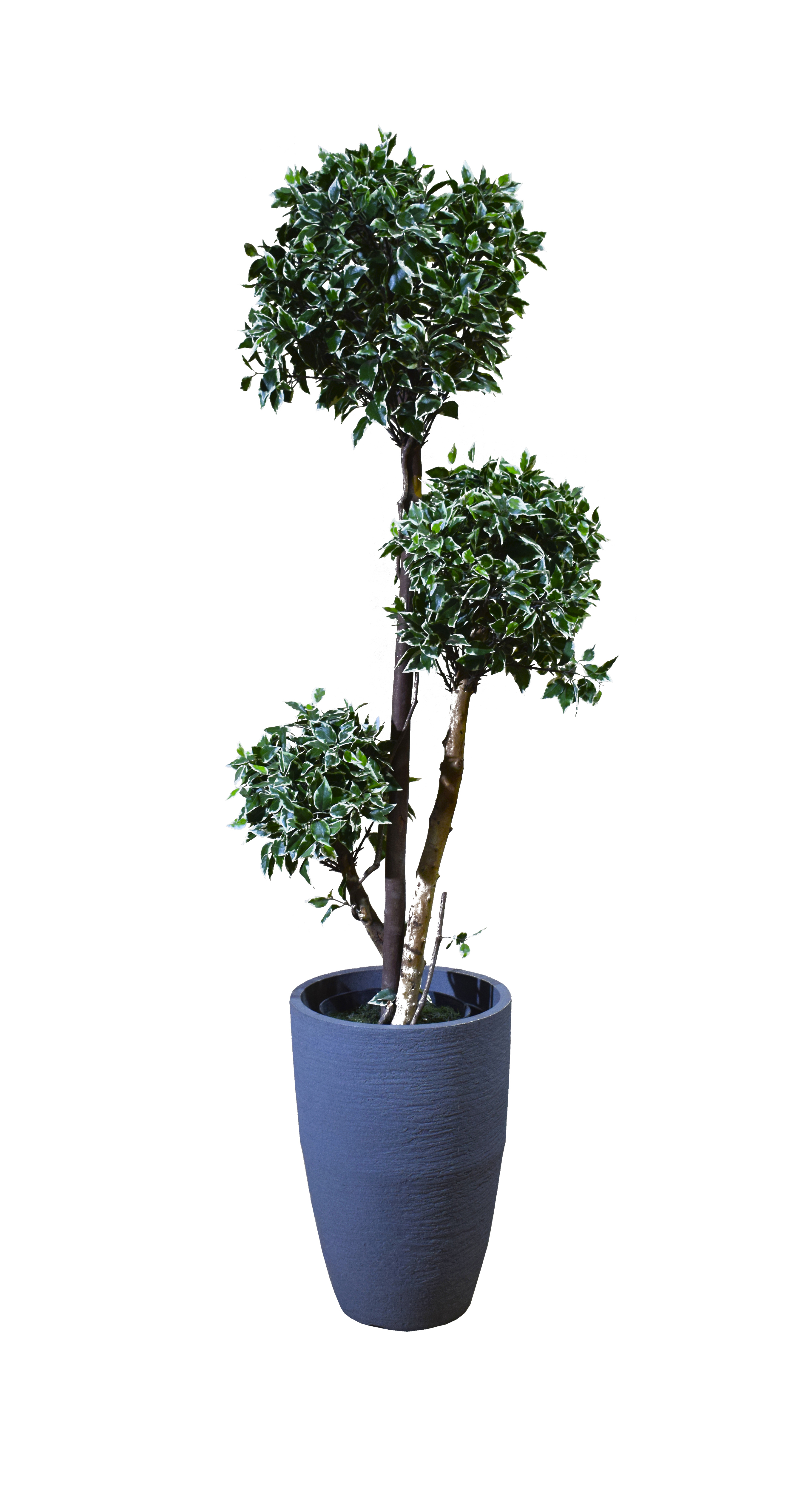 Planta Ficus mediana 